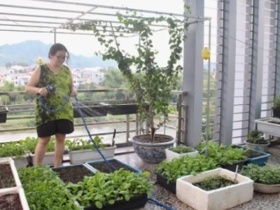 Mô hình trồng rau trên sân thượng: Hướng dẫn chi tiết và ý tưởng sáng tạo