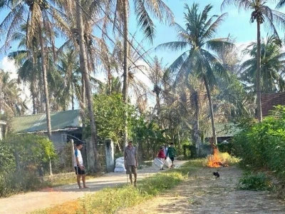 Sâu Đầu Đen Hại Dừa: Nhận Diện, Tác Hại và Biện Pháp Phòng Trừ Hiệu Quả