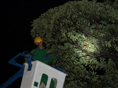 Sâu hoa sữa: Kẻ hủy diệt thầm lặng hay nỗi ám ảnh của đô thị?
