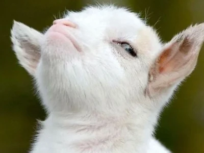Thế giới Animal Meme: Cười thả ga với những khoảnh khắc hài hước nhất