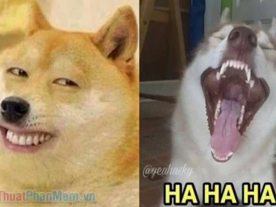 Thế giới "chó cười meme": Khám phá những khoảnh khắc hài hước và âm thanh độc đáo