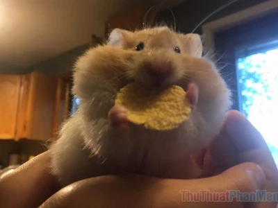 Tổng Hợp 370+ Meme Chuột Hamster Hài Hước Và Biểu Cảm Độc Đáo 2026