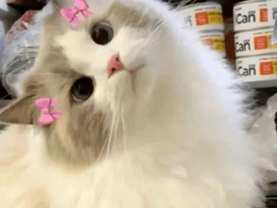 Tổng hợp ảnh mèo cute meme 'triệu like' cho dân mạng 2026