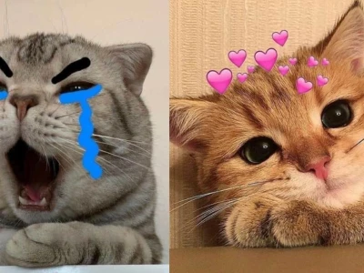 Tuyển tập ảnh chế meme mèo bựa cực hài hước năm 2026