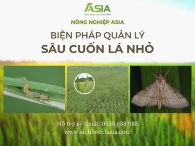 Vòng đời sâu cuốn lá nhỏ: Tác hại và biện pháp phòng trừ hiệu quả